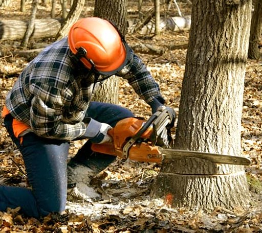Tree Removal in Madison, MD